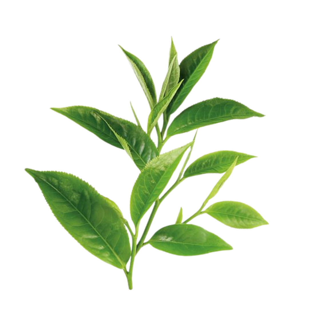 Extrakty zeleného čaje